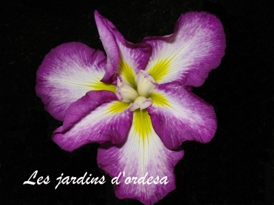 Iris kaempferi illumination pourpre
